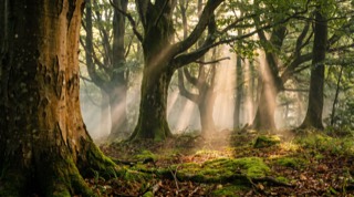 Carpathians